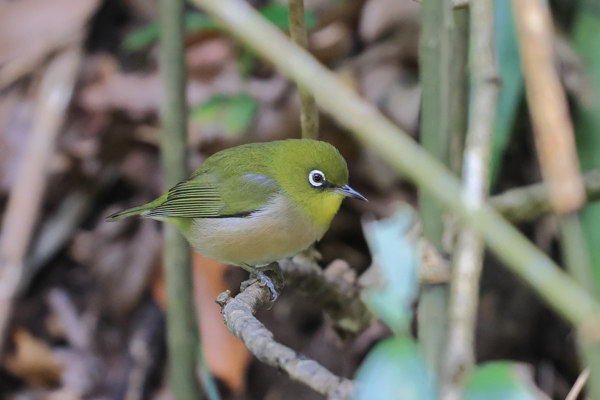 日菲繡眼 - ML646736966