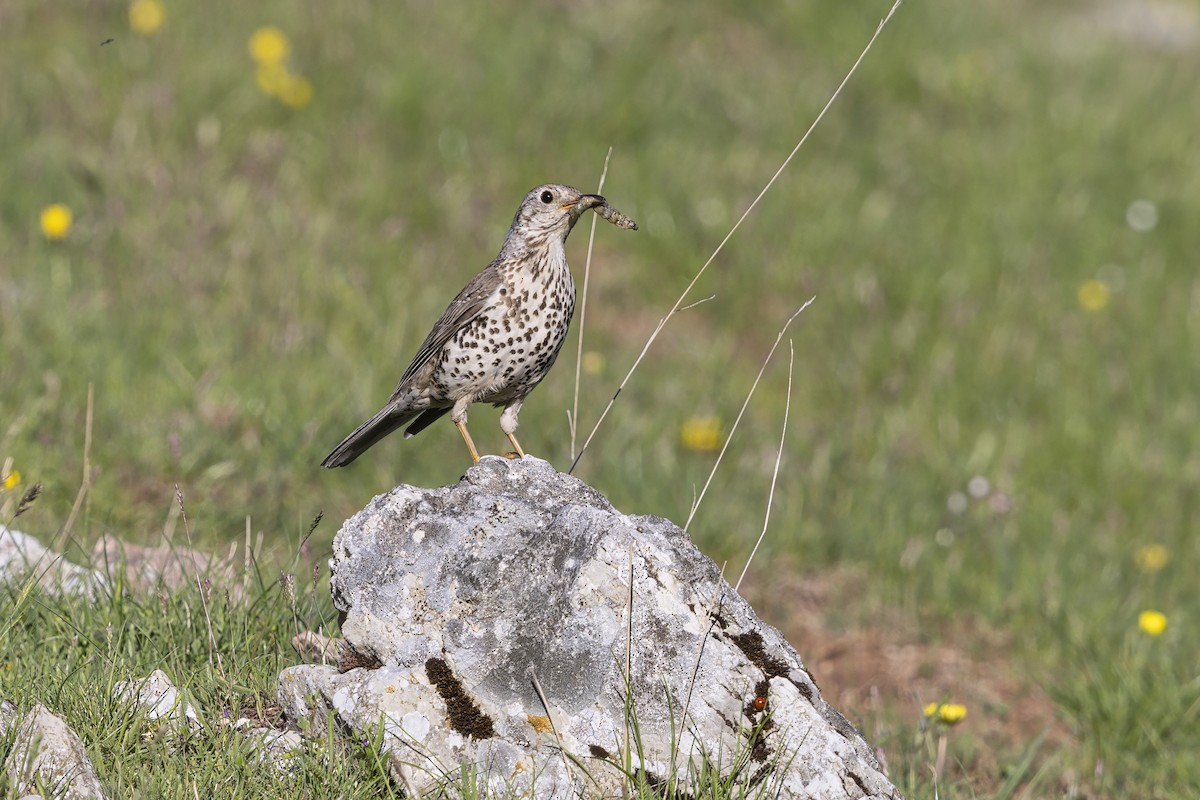 ヤドリギツグミ - ML646736967