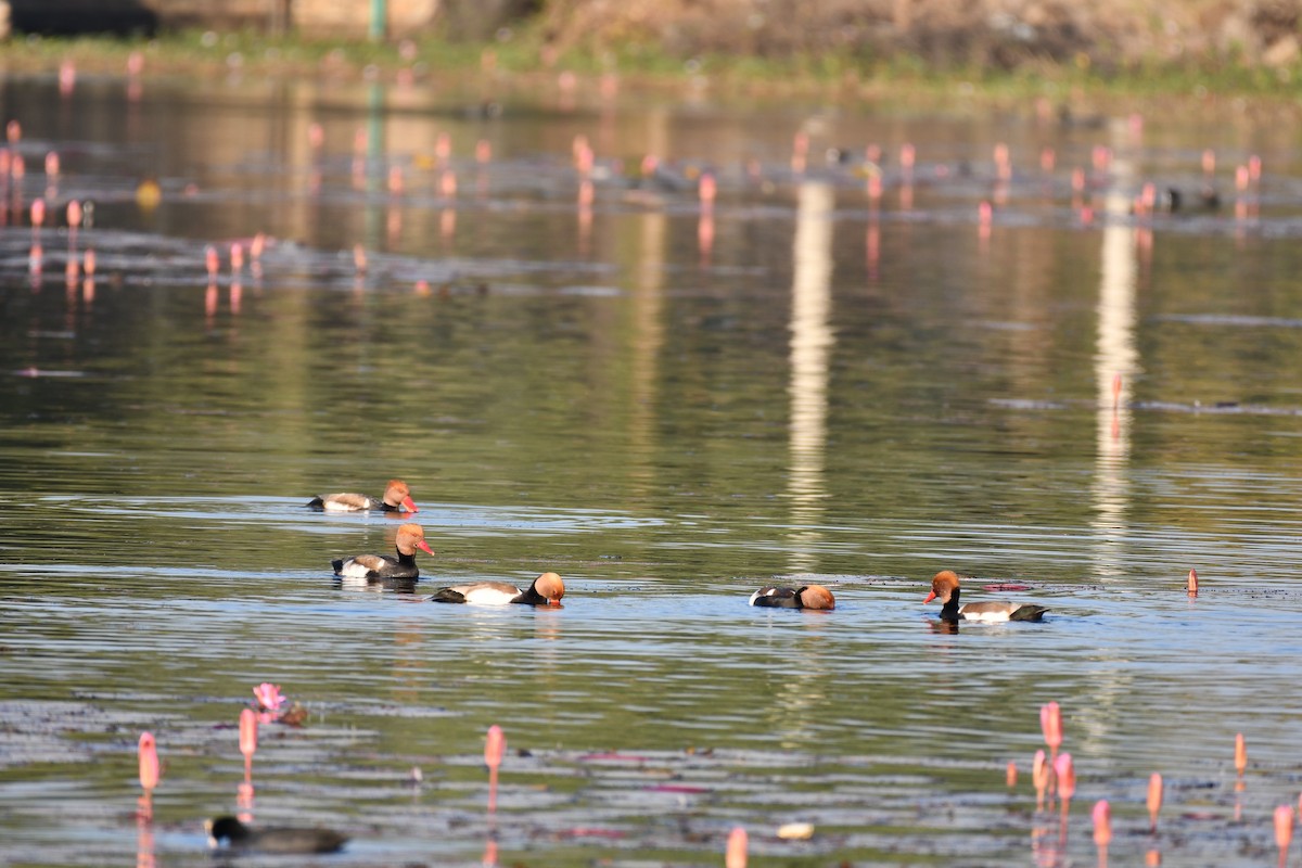 Red-crested Pochard - ML646736971