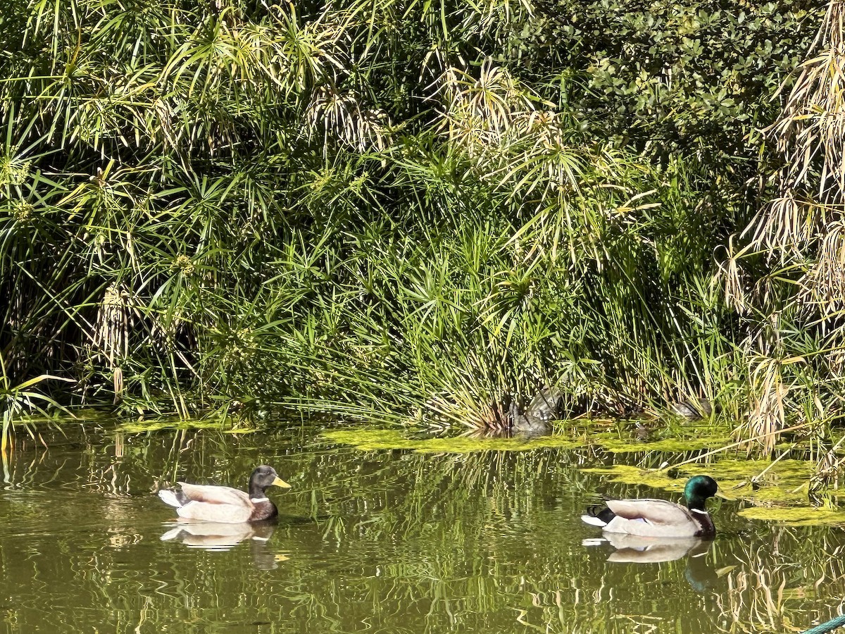 マガモ - ML646736974