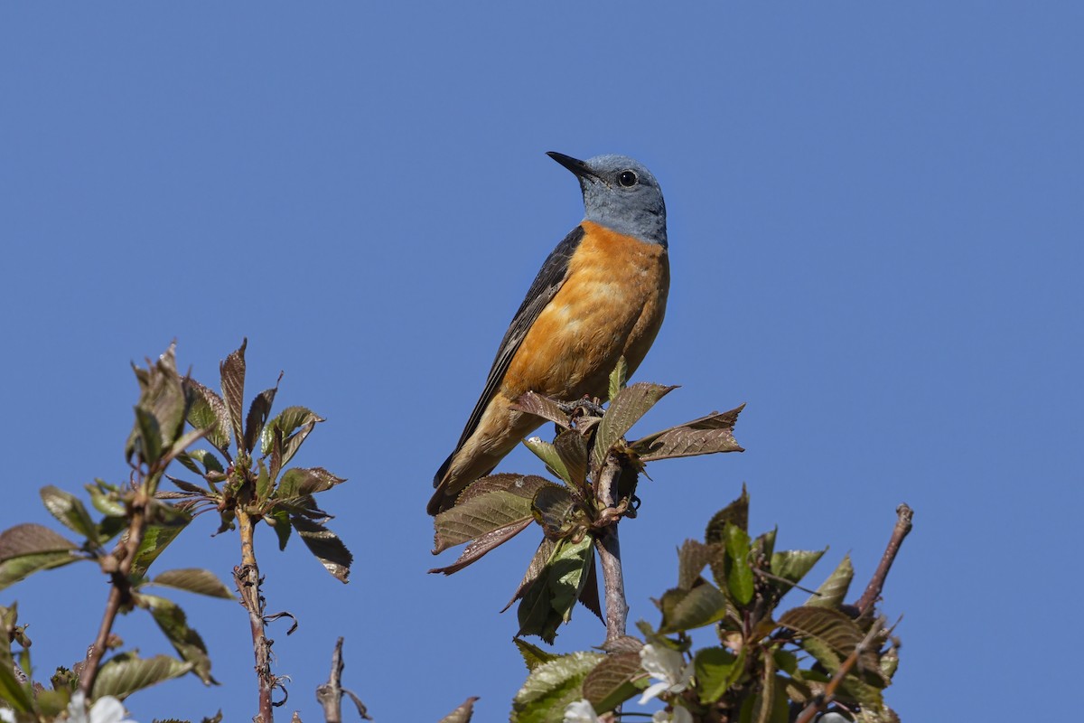 Rufous-tailed Rock-Thrush - ML646736976