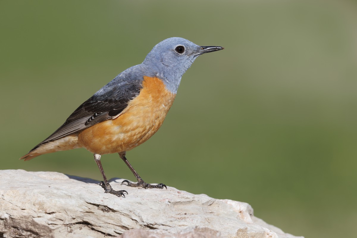Rufous-tailed Rock-Thrush - ML646736977
