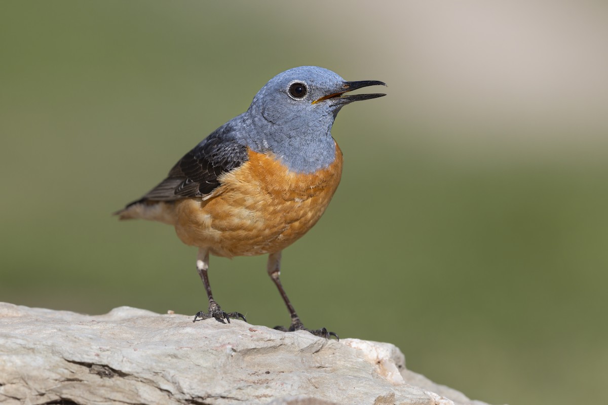 Rufous-tailed Rock-Thrush - ML646736978