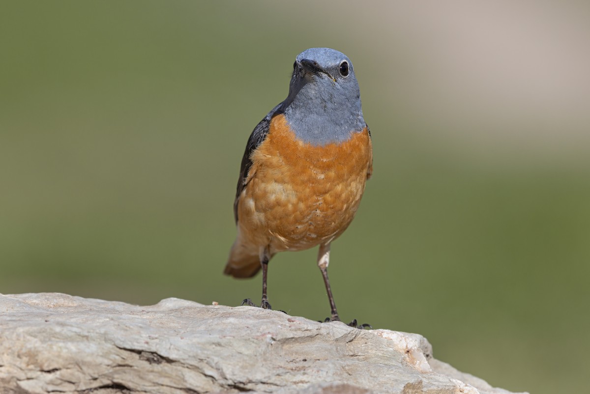 Rufous-tailed Rock-Thrush - ML646736979