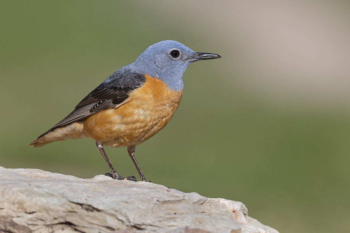 Rufous-tailed Rock-Thrush - ML646736981