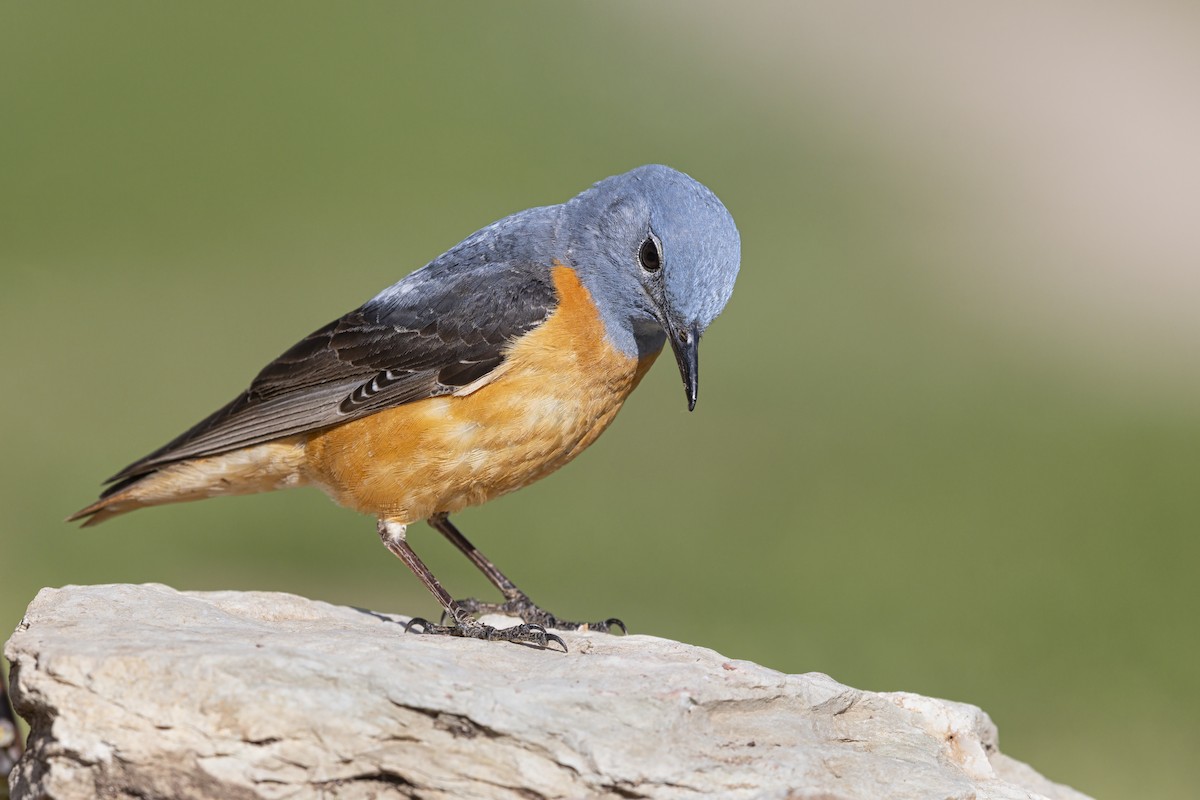 Rufous-tailed Rock-Thrush - ML646736982
