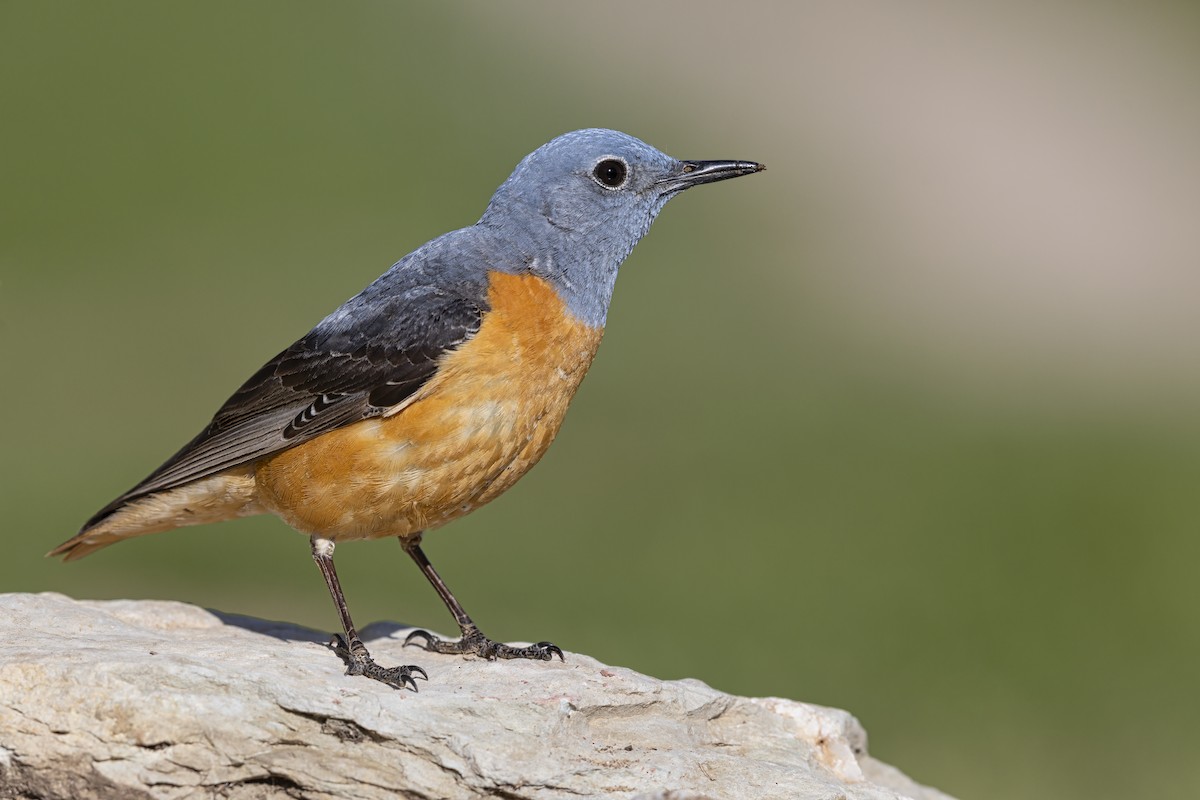 Rufous-tailed Rock-Thrush - ML646736983