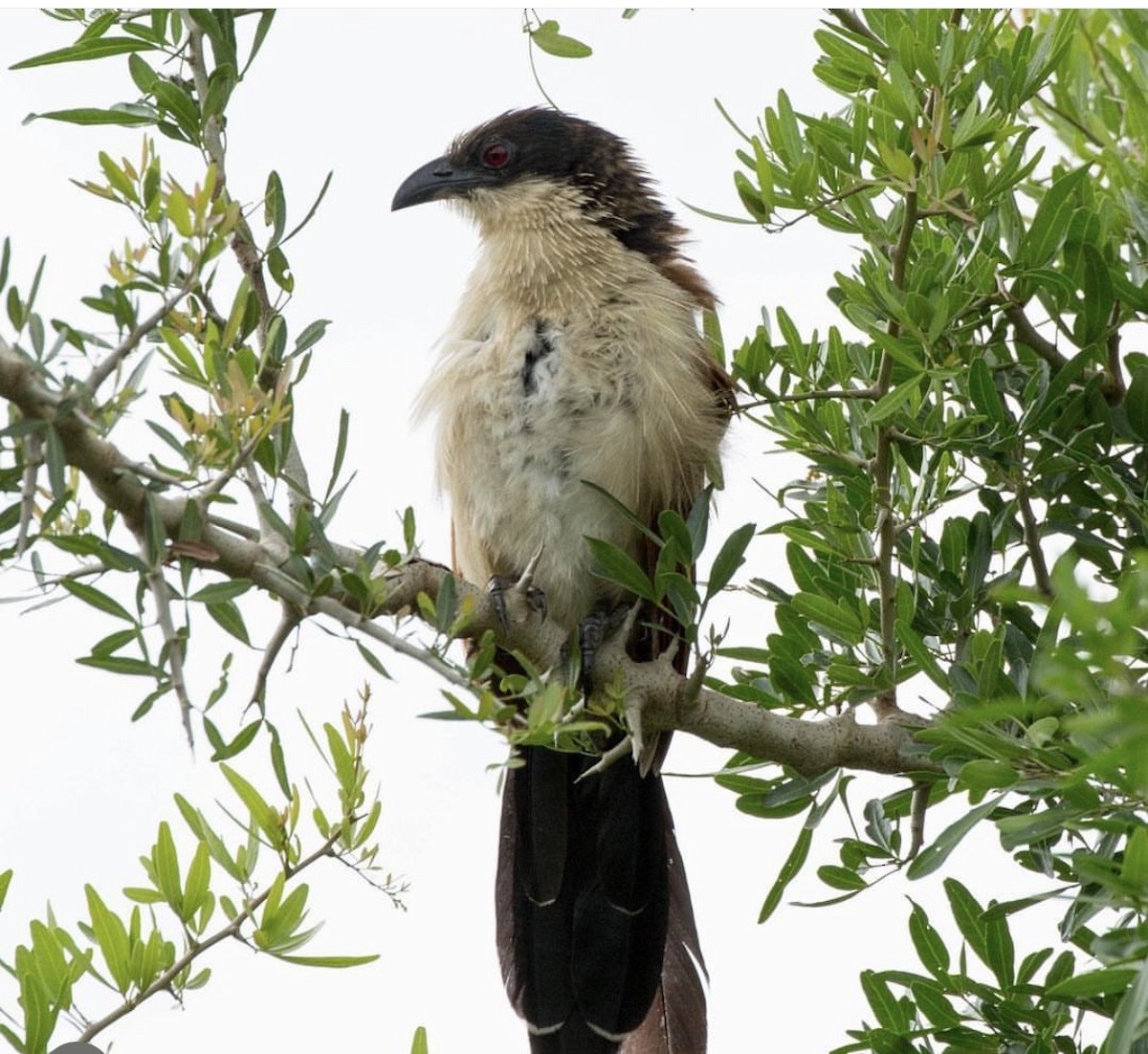 Burchell's Coucal - ML646736985