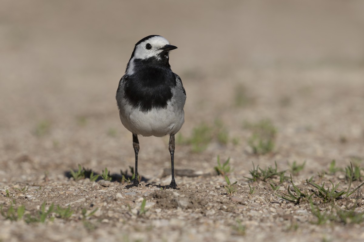 White Wagtail - ML646736988