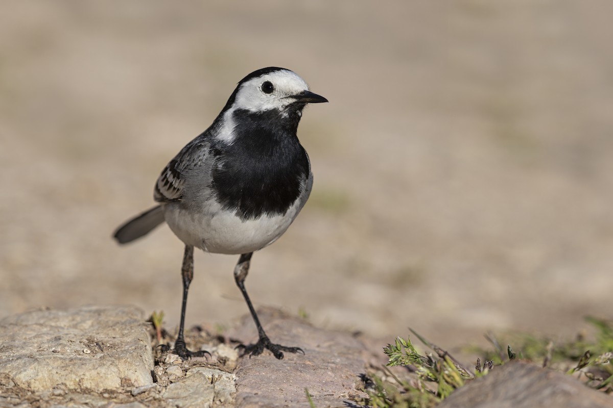 White Wagtail - ML646736989