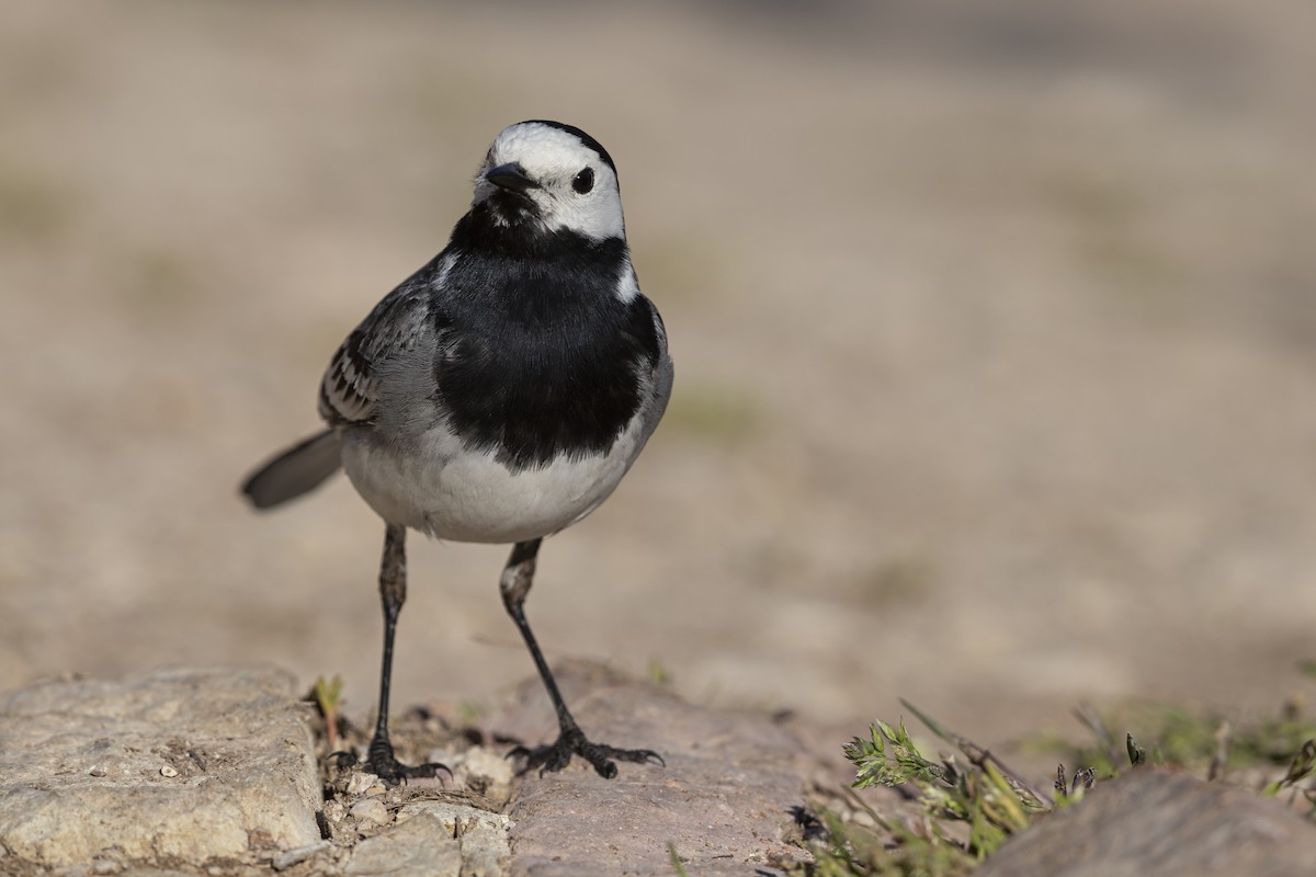 White Wagtail - ML646736990