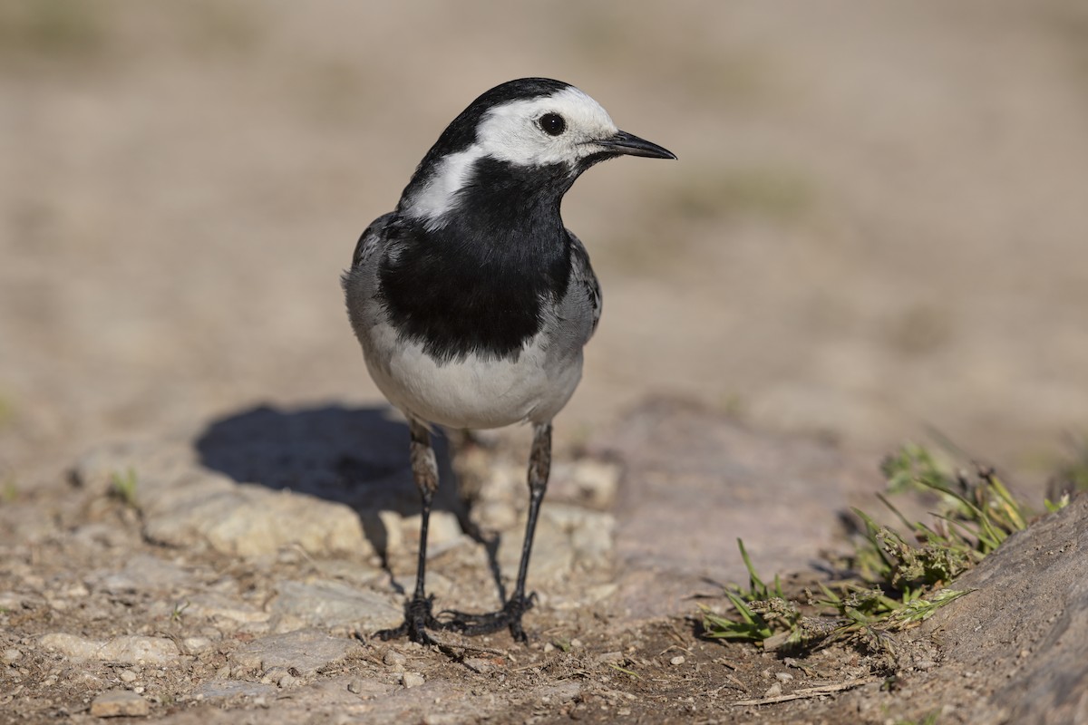 White Wagtail - ML646736991