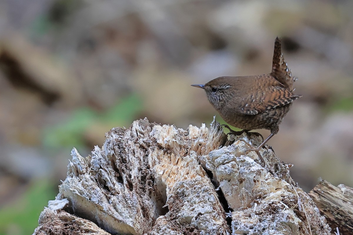 鷦鷯 - ML646736993