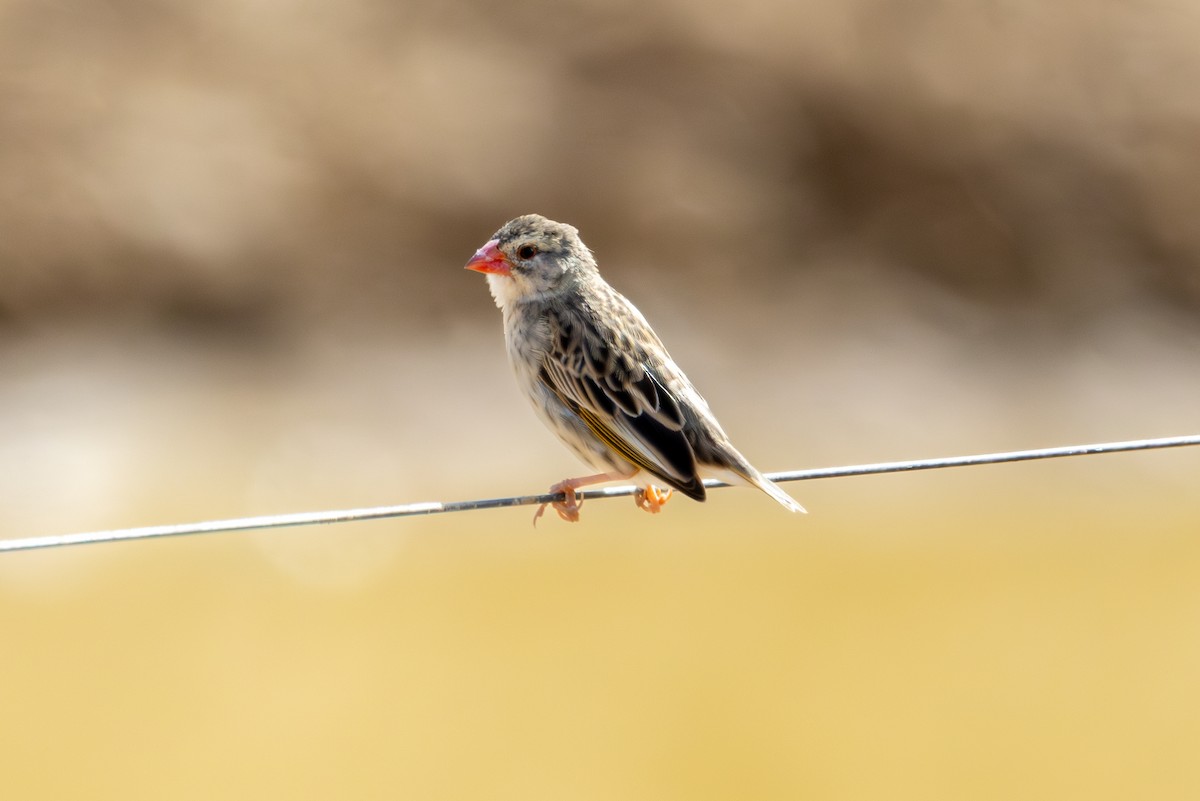 Red-billed Quelea - ML646736994