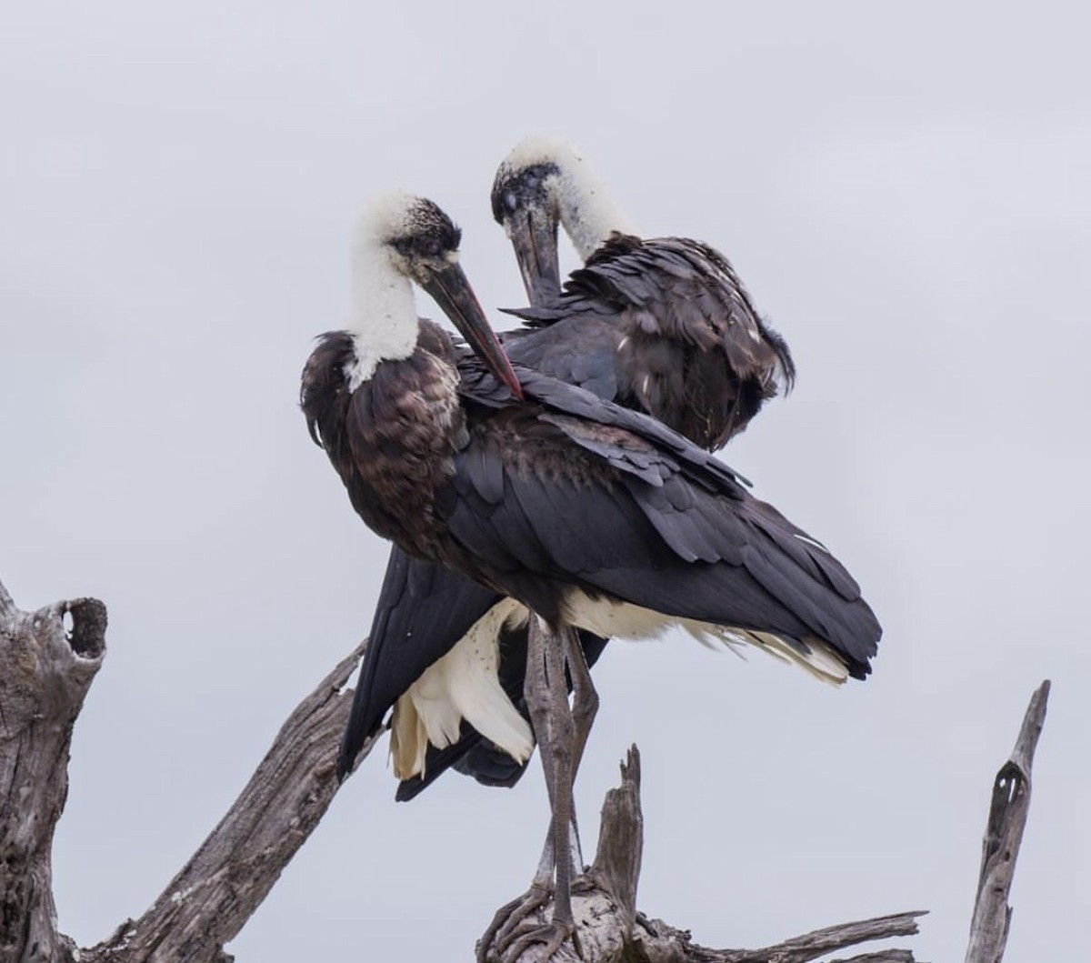 African Woolly-necked Stork - ML646736995