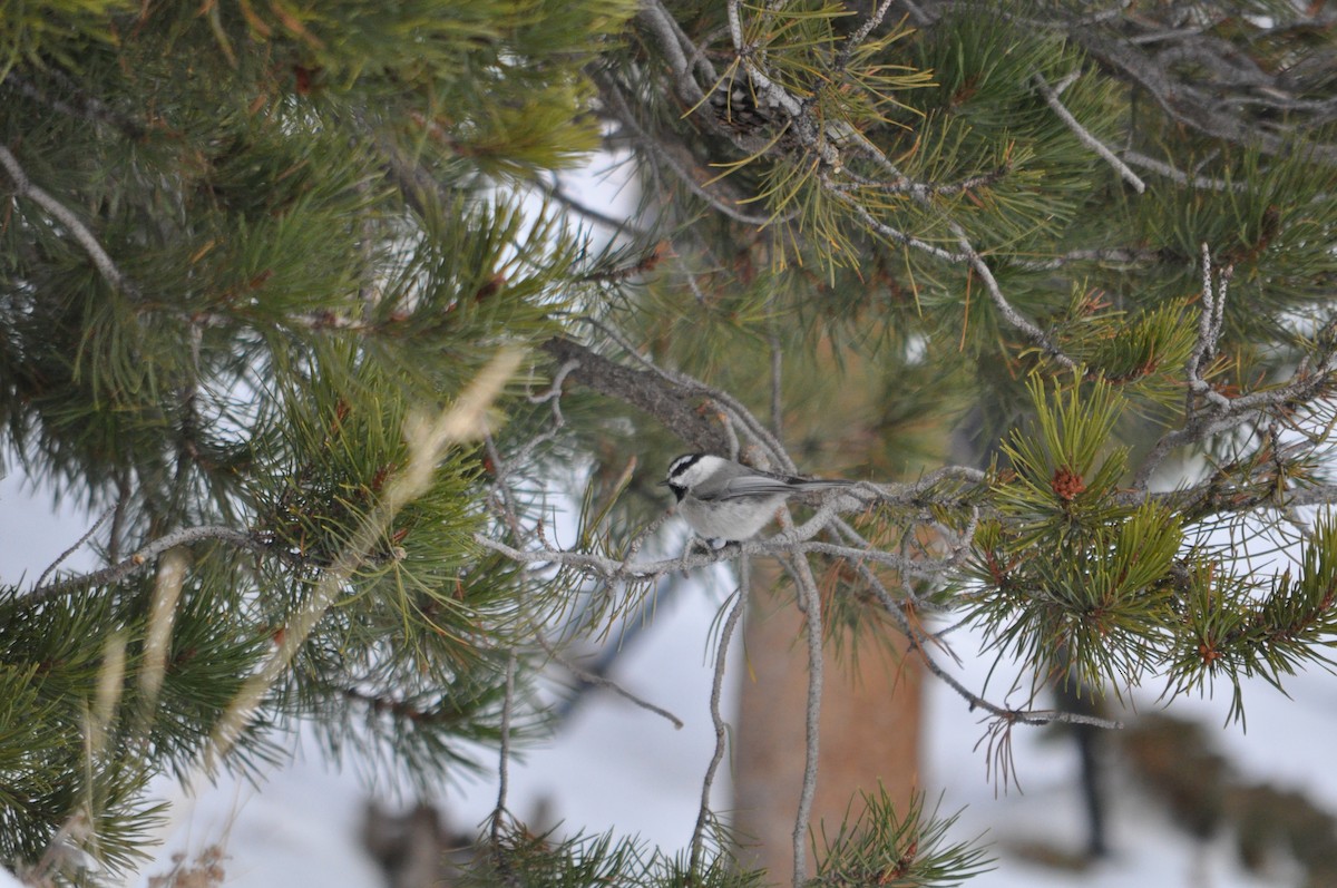 Mountain Chickadee - ML646736996