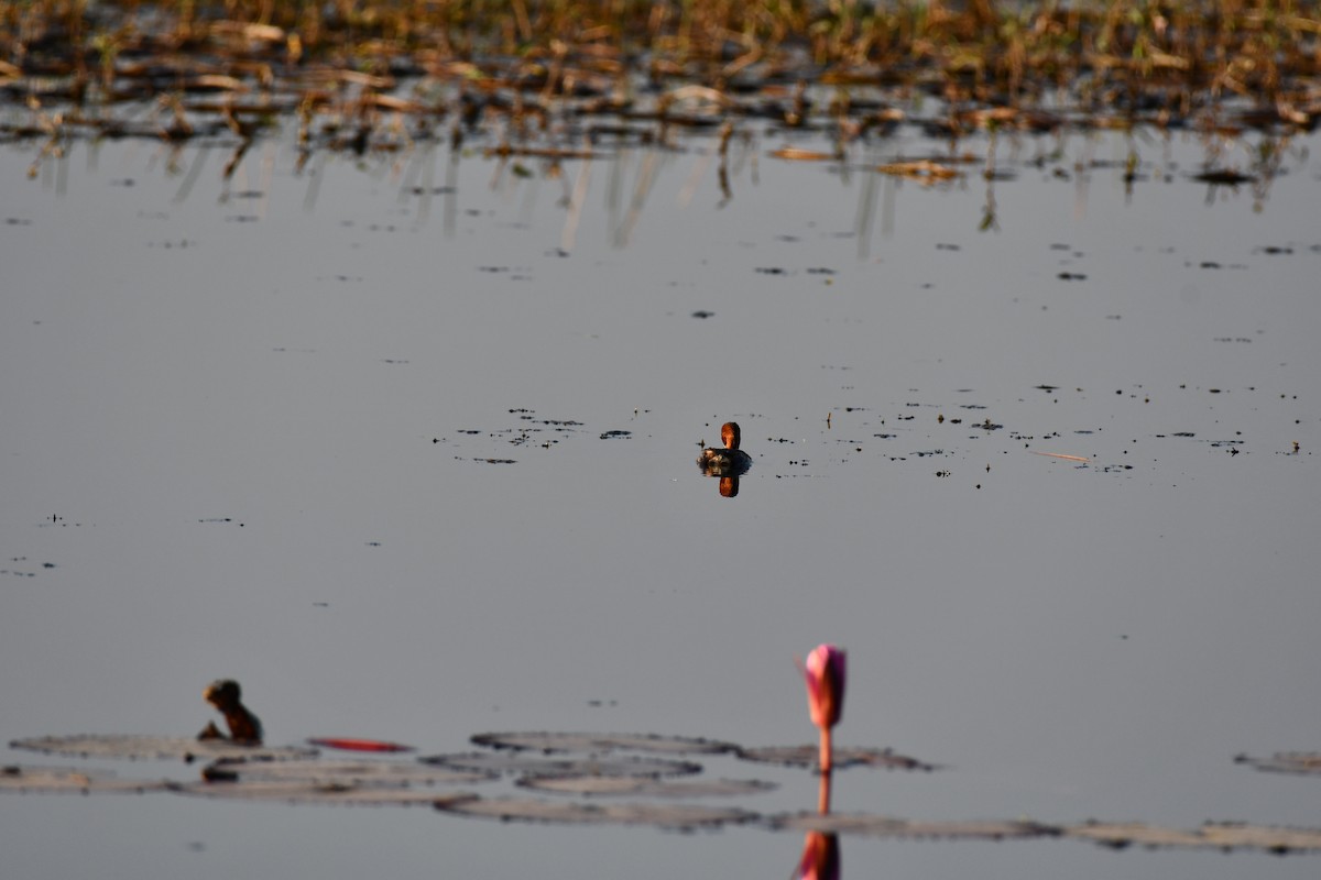Little Grebe - ML646736999
