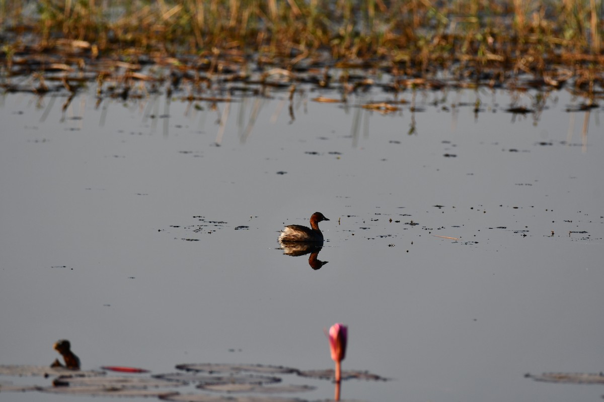 Little Grebe - ML646737000