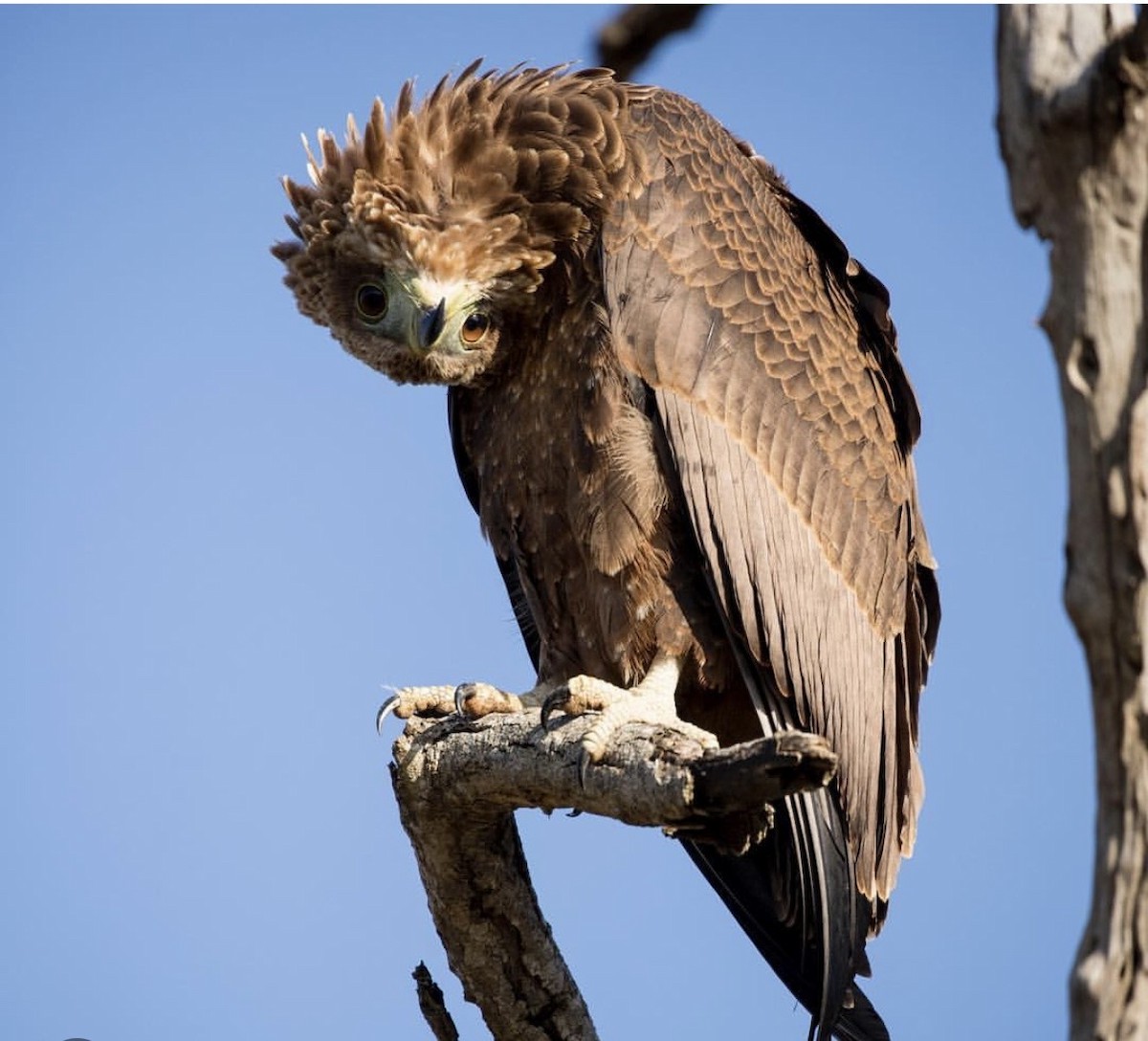 Bateleur - ML646737001