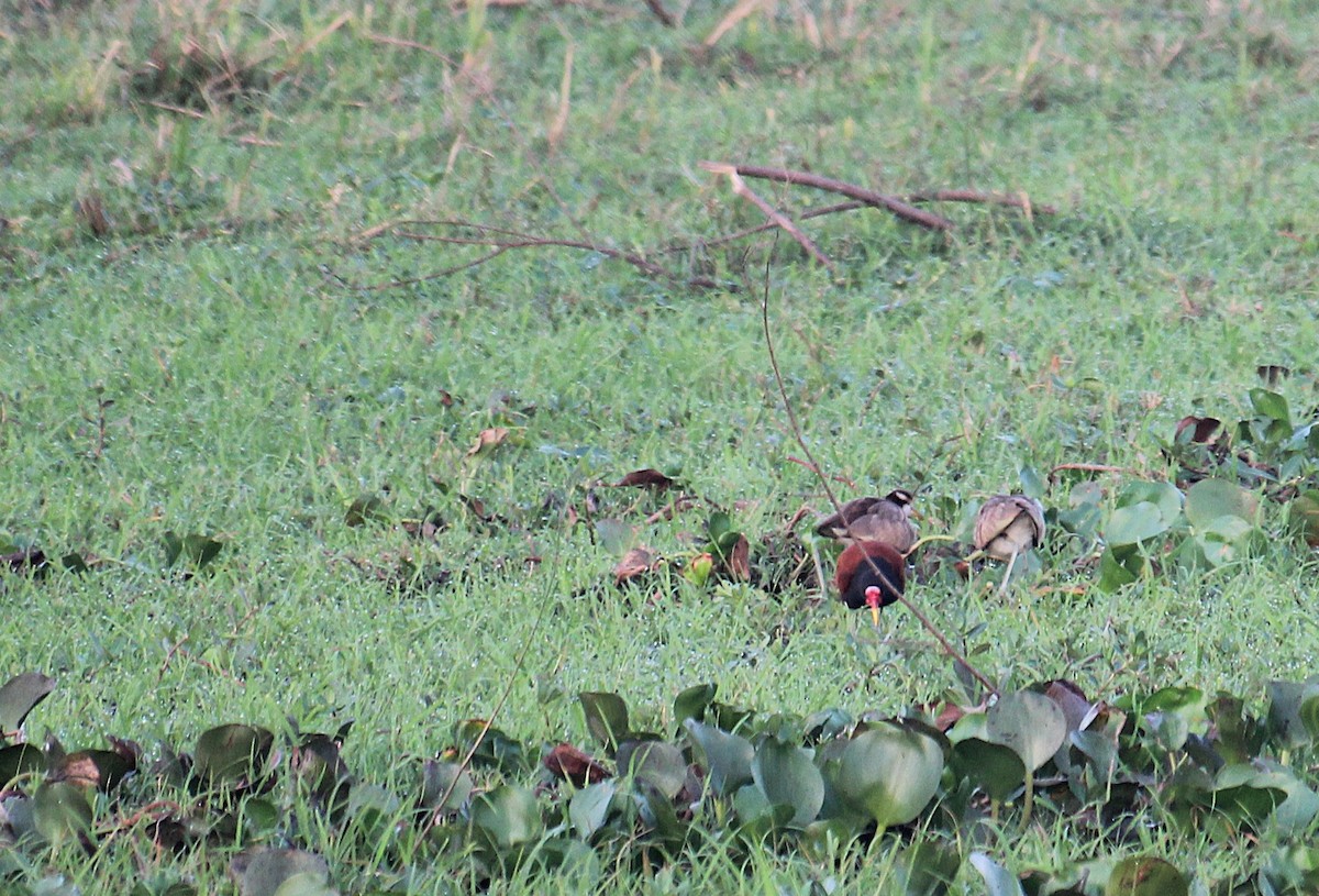 rødflikbladhøne - ML646737002