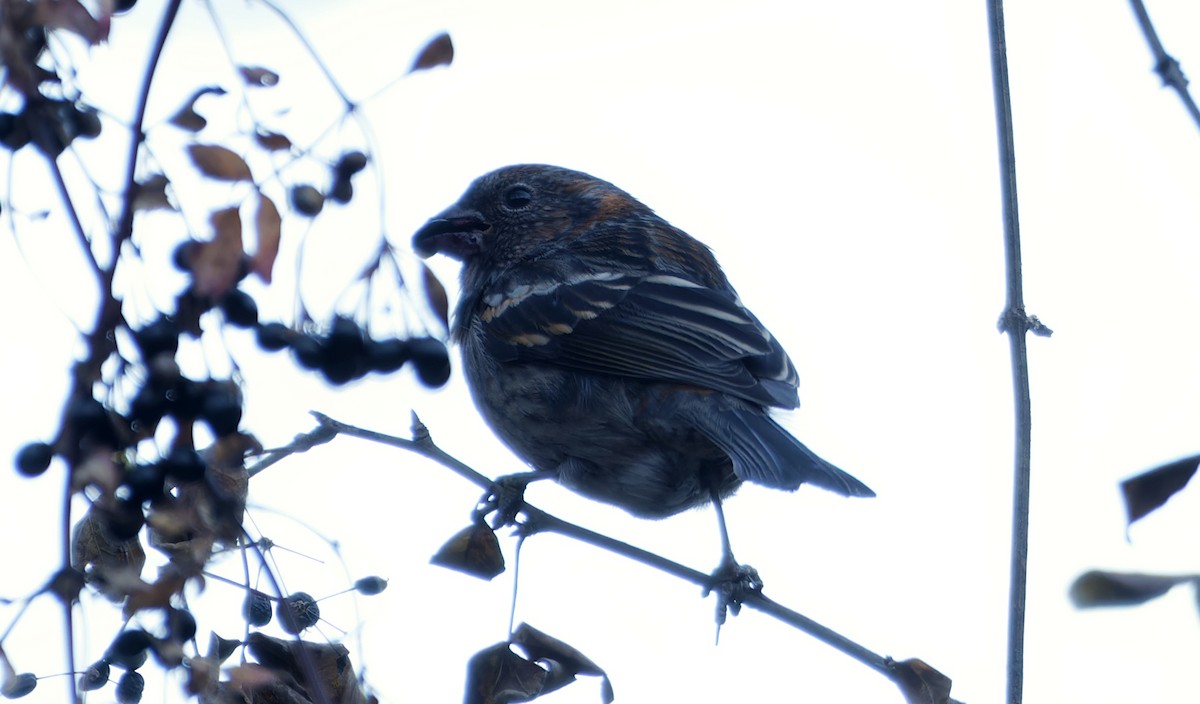 Camachuelo Tribarrado - ML646737003