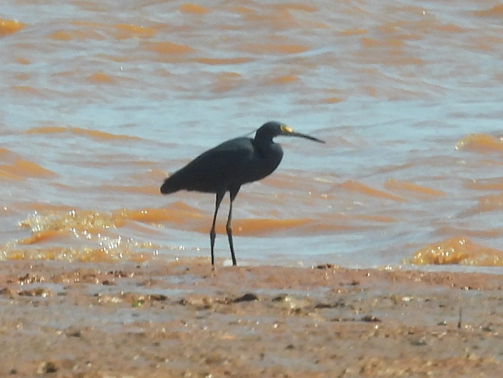 Black Heron - ML646737005