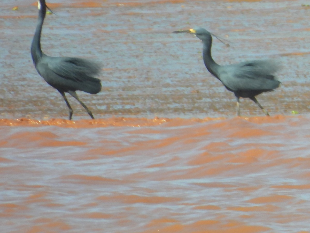 Black Heron - ML646737006