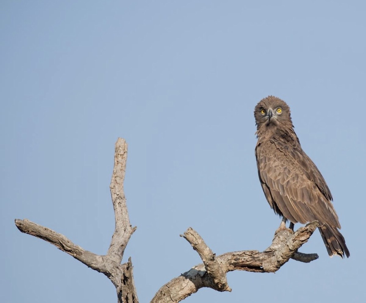 Brown Snake-Eagle - ML646737007