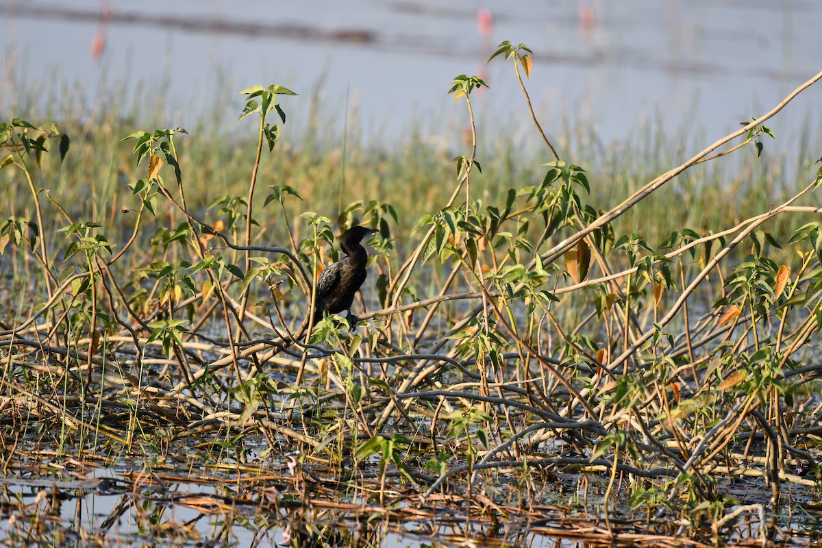 Little Cormorant - ML646737008