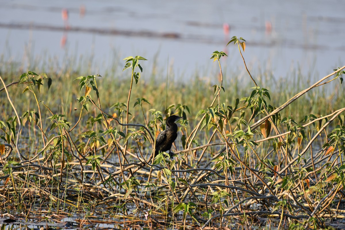 Little Cormorant - ML646737009