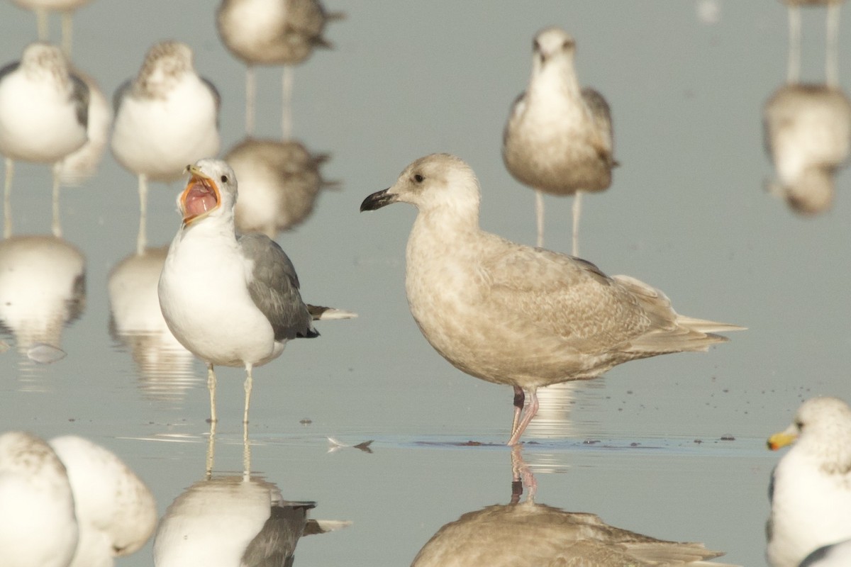 Möwe, unbestimmt - ML646737011