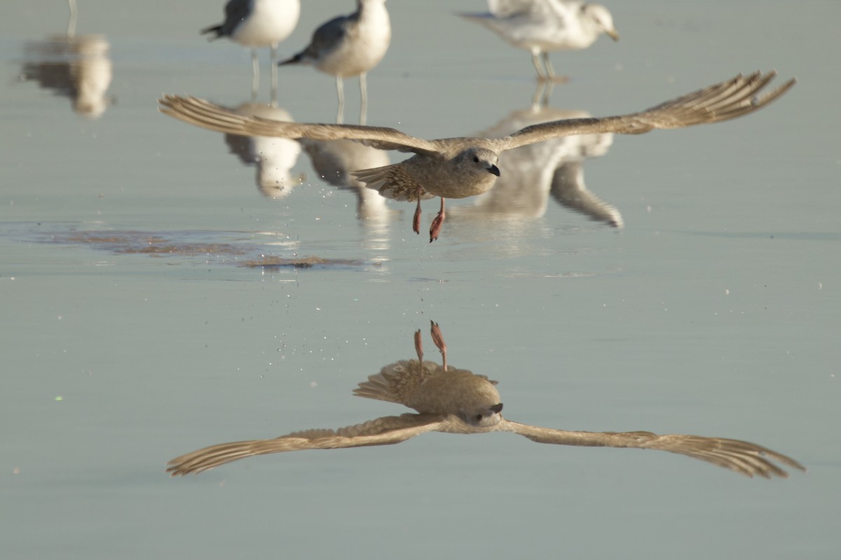 Möwe, unbestimmt - ML646737012