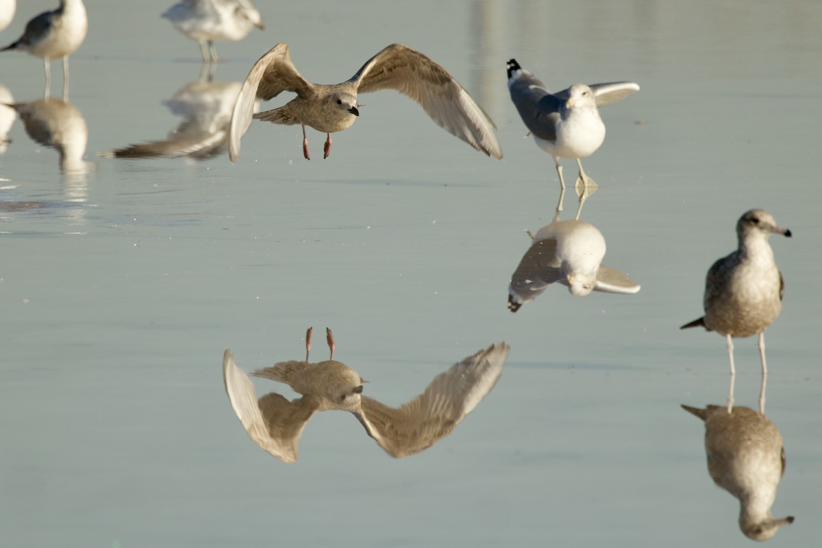 Möwe, unbestimmt - ML646737013