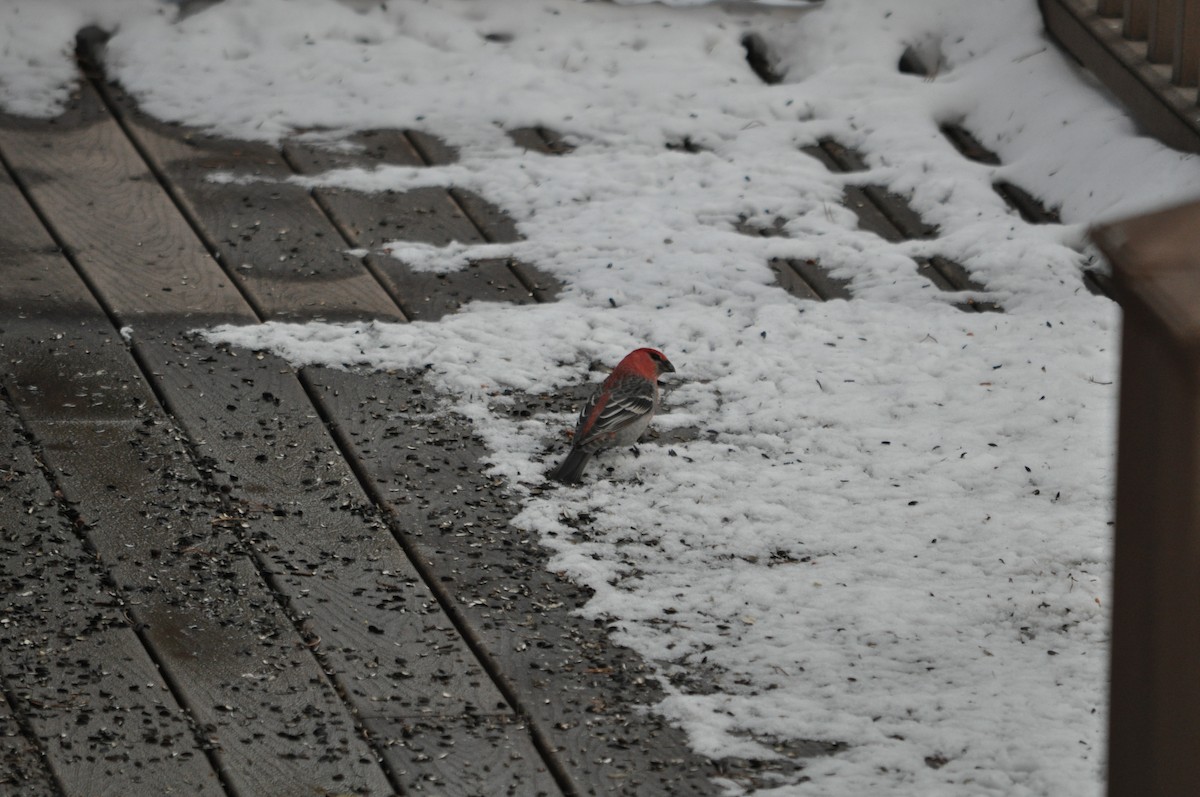 Pine Grosbeak - ML646737014