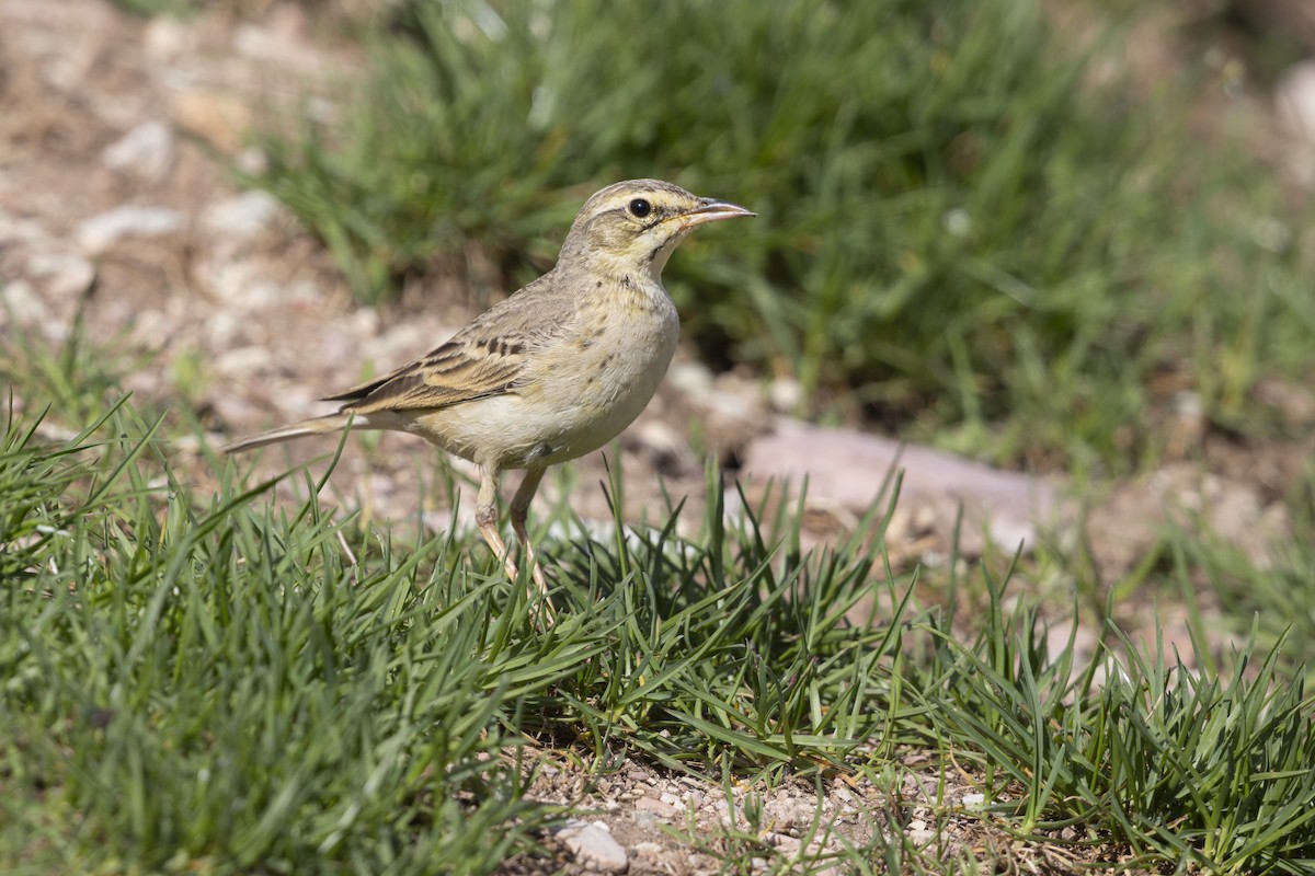 Tawny Pipit - ML646737016
