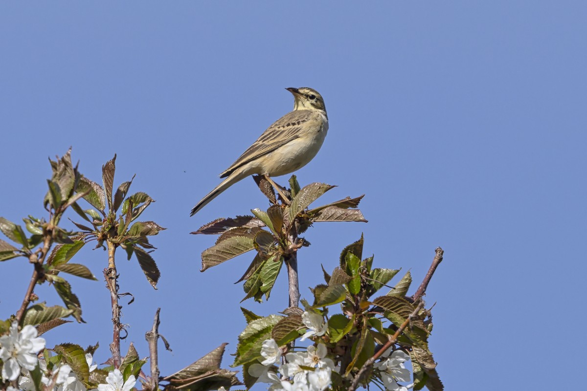 Tawny Pipit - ML646737018