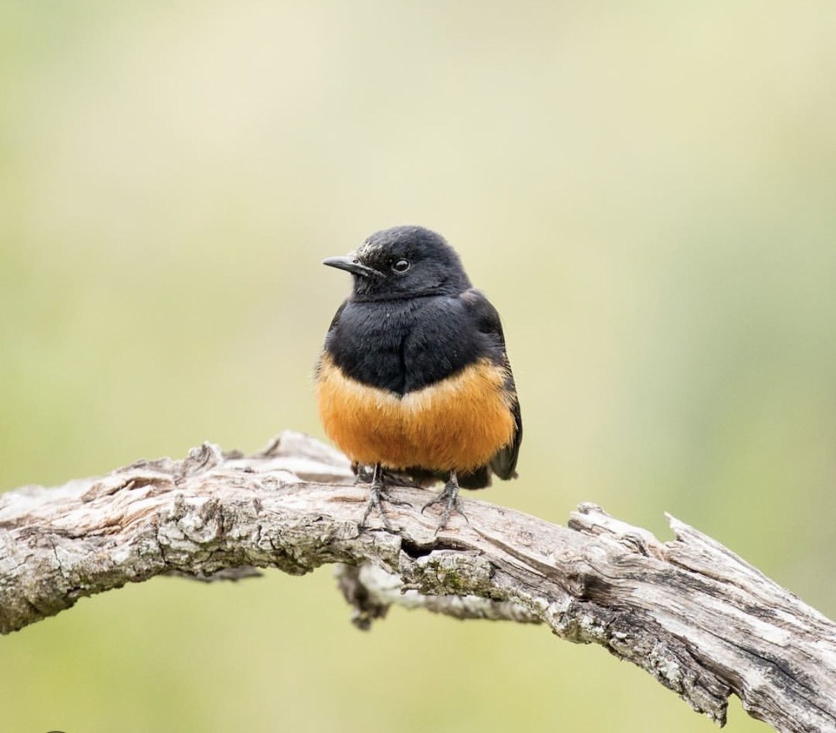 Mocking Cliff-Chat - ML646737019