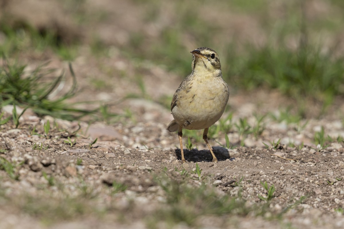 Tawny Pipit - ML646737020