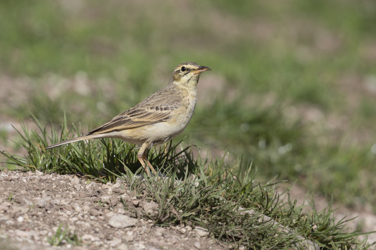 Tawny Pipit - ML646737021