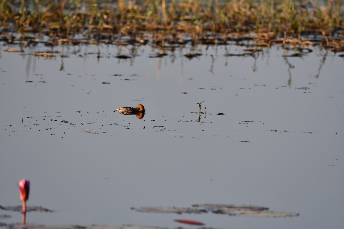 Little Grebe - ML646737022