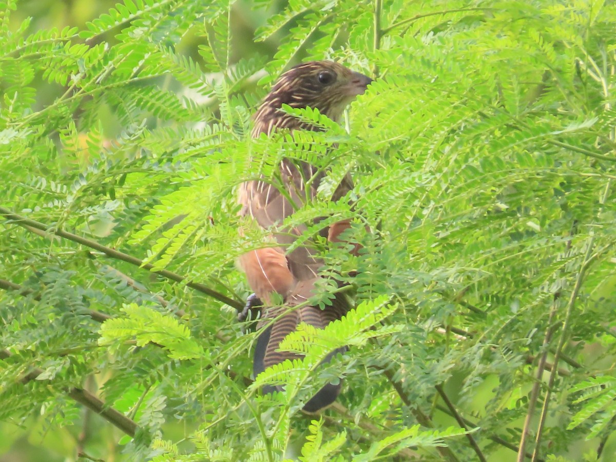 Коукал малий - ML646737023