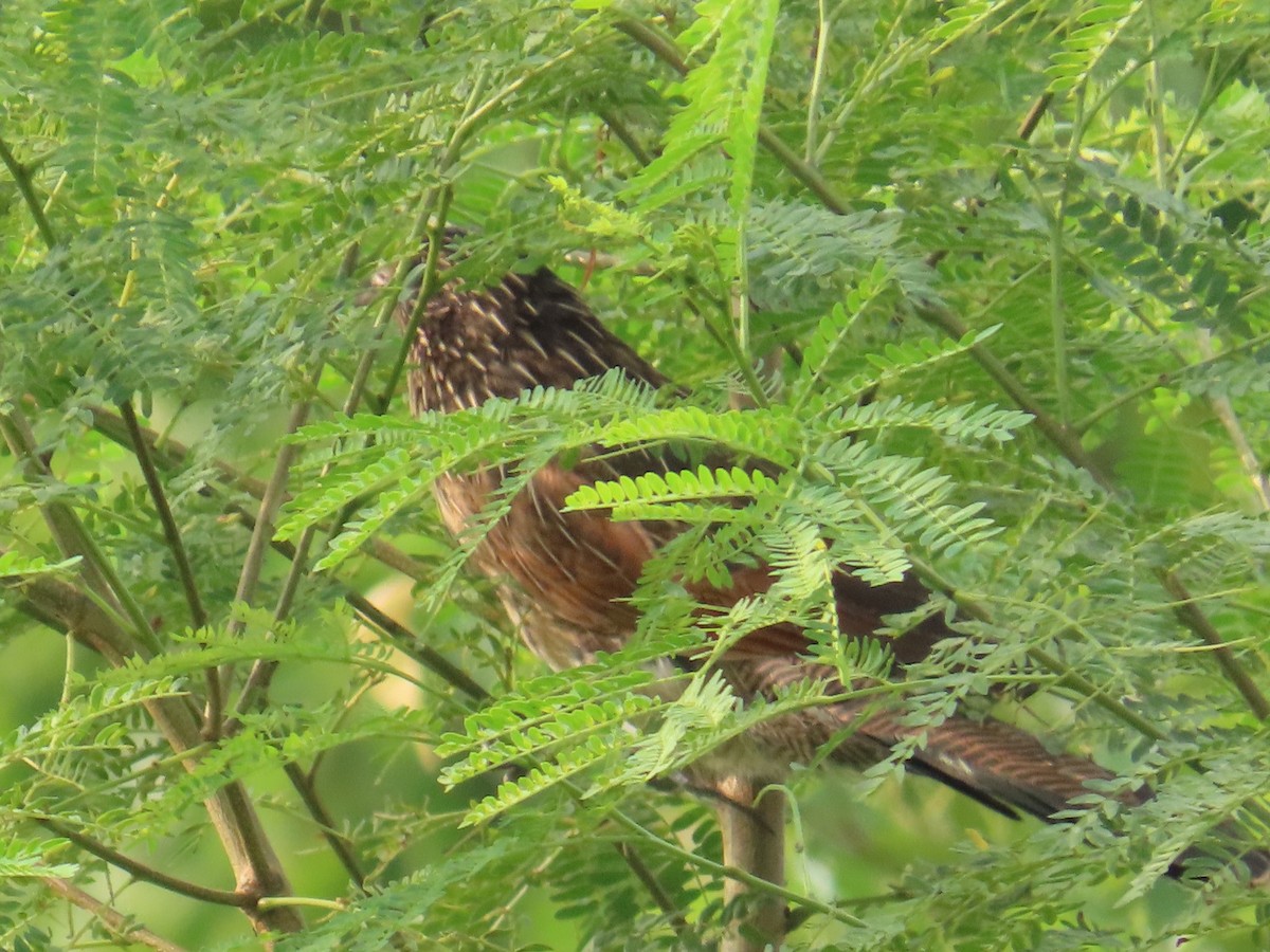 Коукал малий - ML646737024