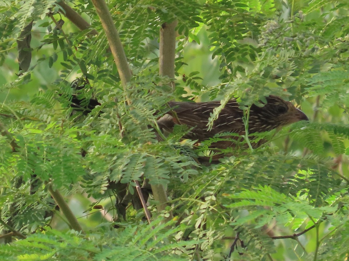 Коукал малий - ML646737025