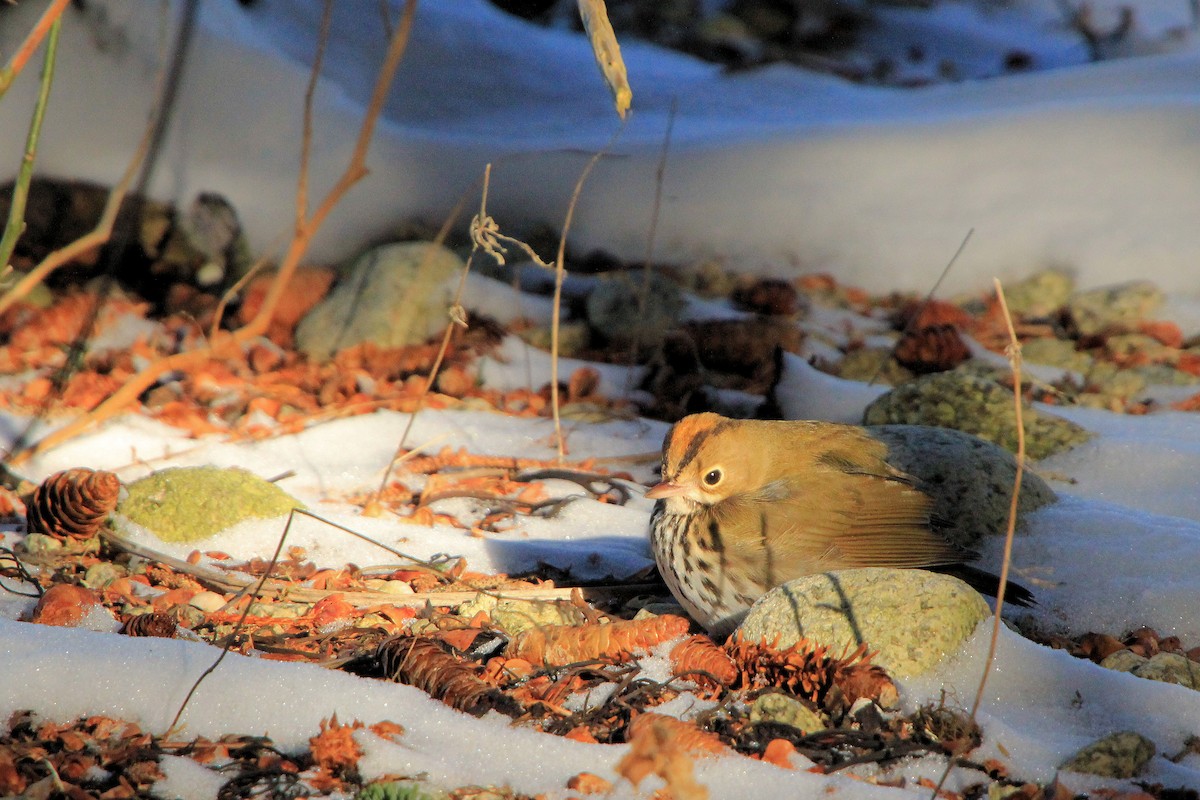 Ovenbird - ML646737026