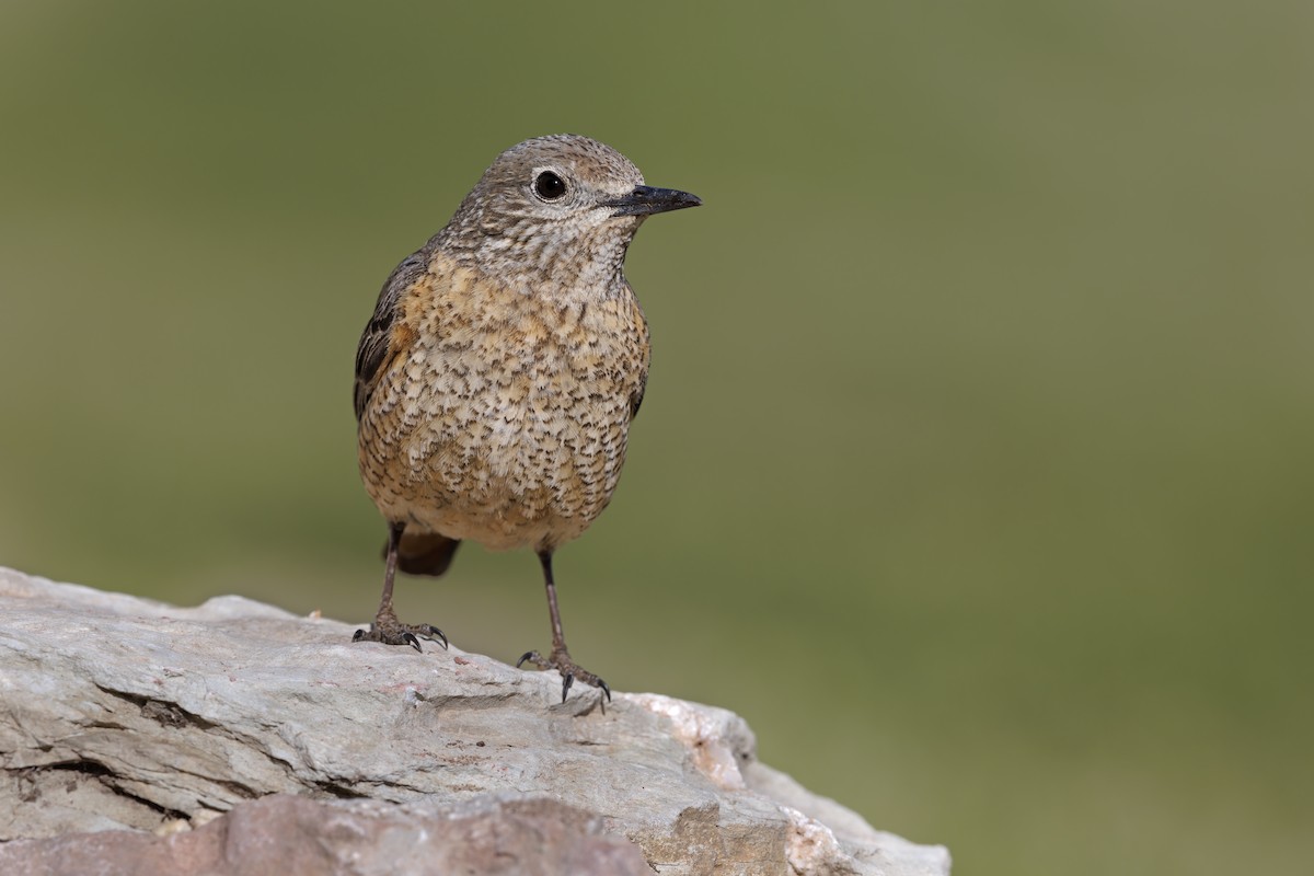 Rufous-tailed Rock-Thrush - ML646737032