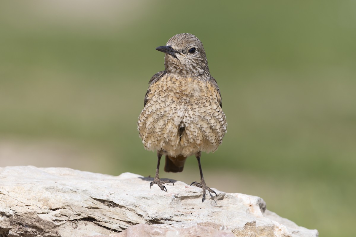 Rufous-tailed Rock-Thrush - ML646737034