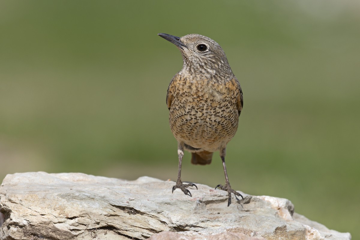 Rufous-tailed Rock-Thrush - ML646737035