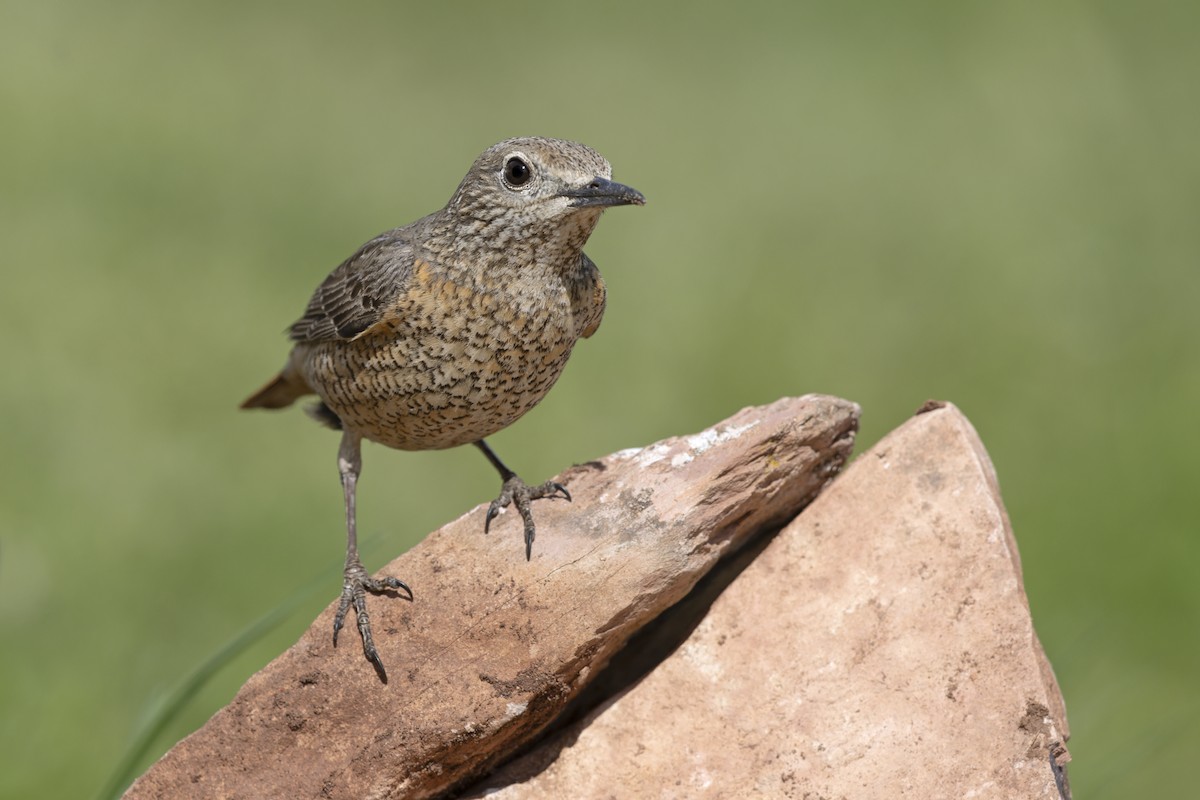 Rufous-tailed Rock-Thrush - ML646737036
