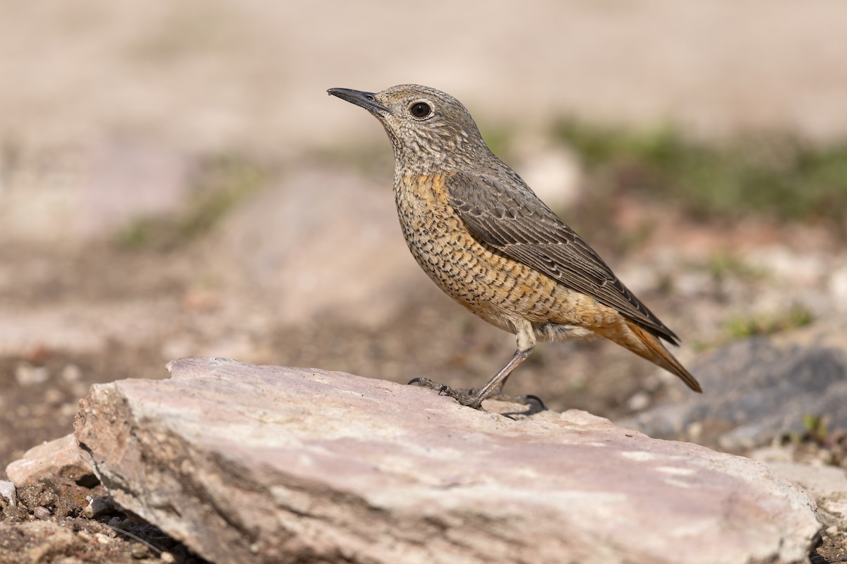 Rufous-tailed Rock-Thrush - ML646737037