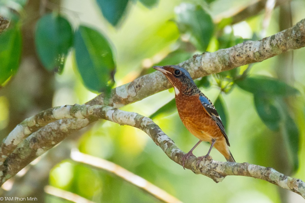 hvitstrupesteintrost - ML646737038